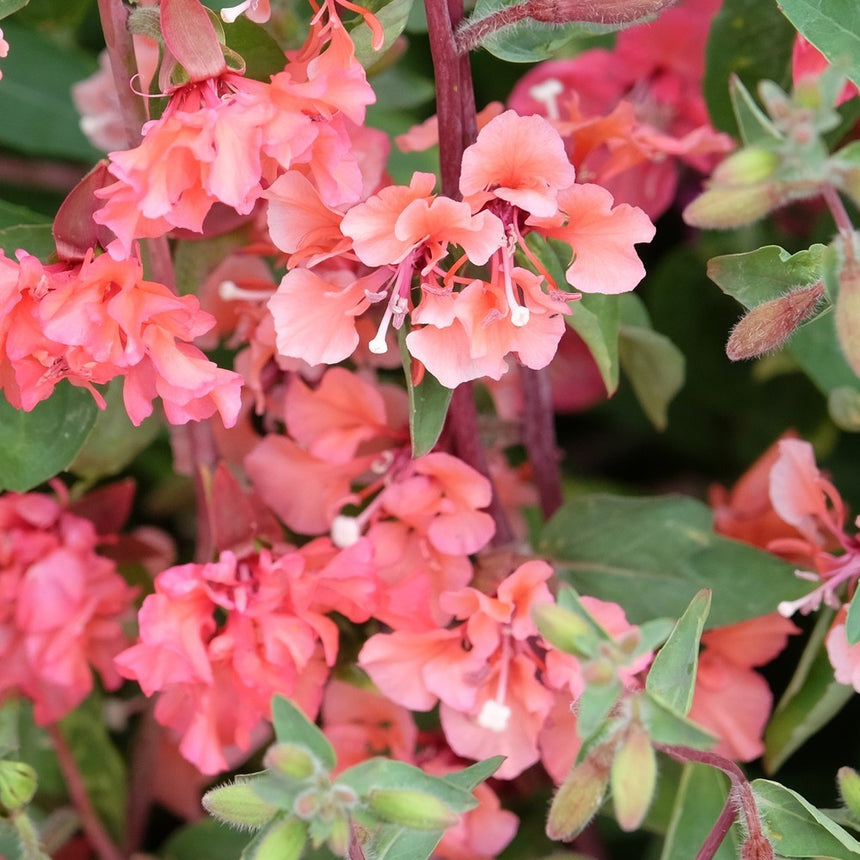 flower seed in cheek Rosy Cheek to Cheek Clarkia Seeds