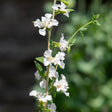 Rosy Cheek to Cheek Clarkia Seeds