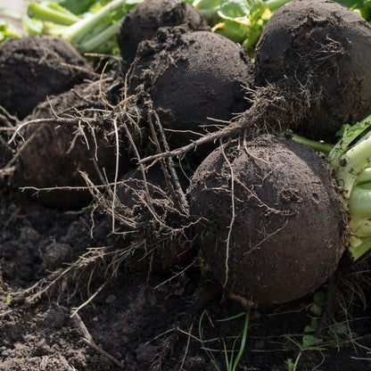 Round Black Spanish Radish Seeds