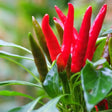 Santaka Chile Pepper Seeds