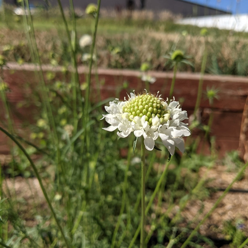 snow rose seeds Snowmaiden Scabiosa Seeds