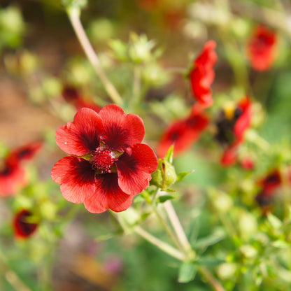 Scarlet Cinquefoil Seeds