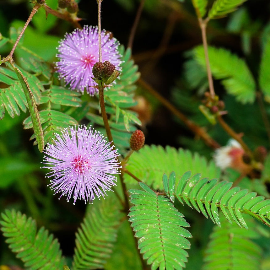 sensitive house plants Sensitive Plant