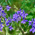 Shades of Blue Larkspur Seeds