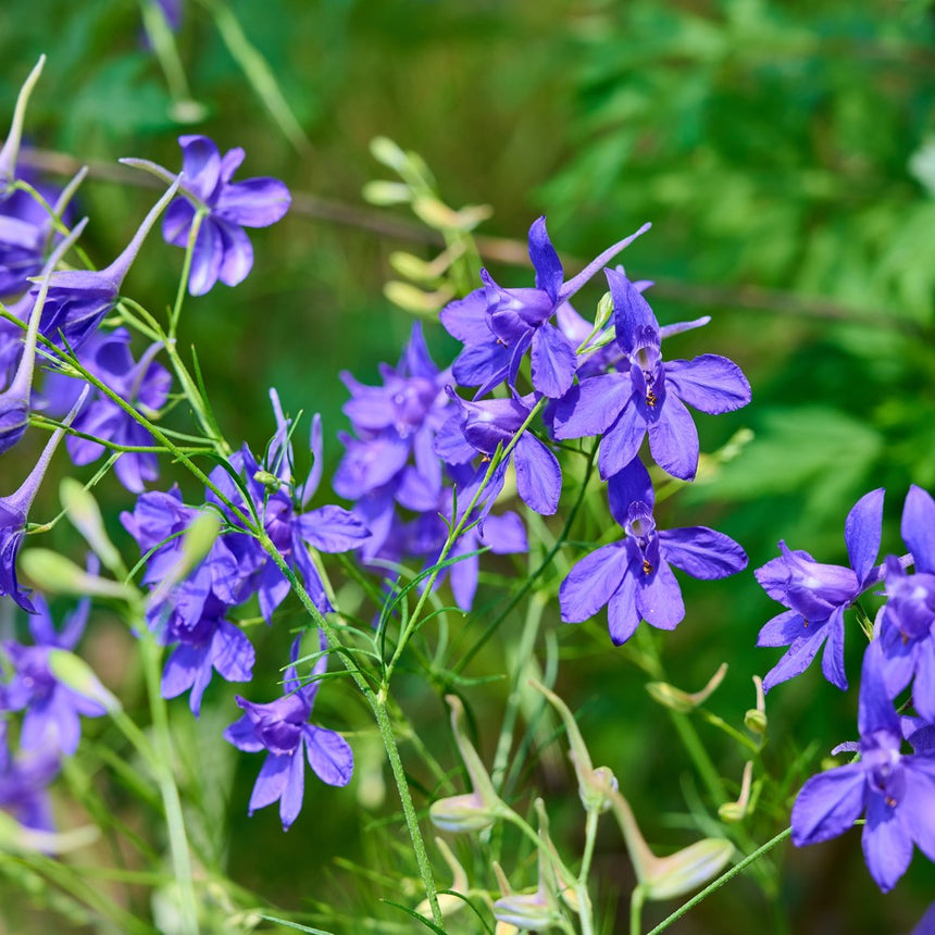 blue spur flower seeds for sale Shades of Blue Larkspur Seeds