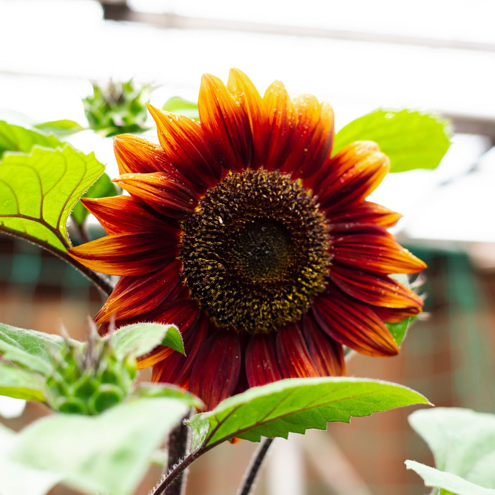 Shock-O-Lat Sunflower Seeds – Botanical Interests