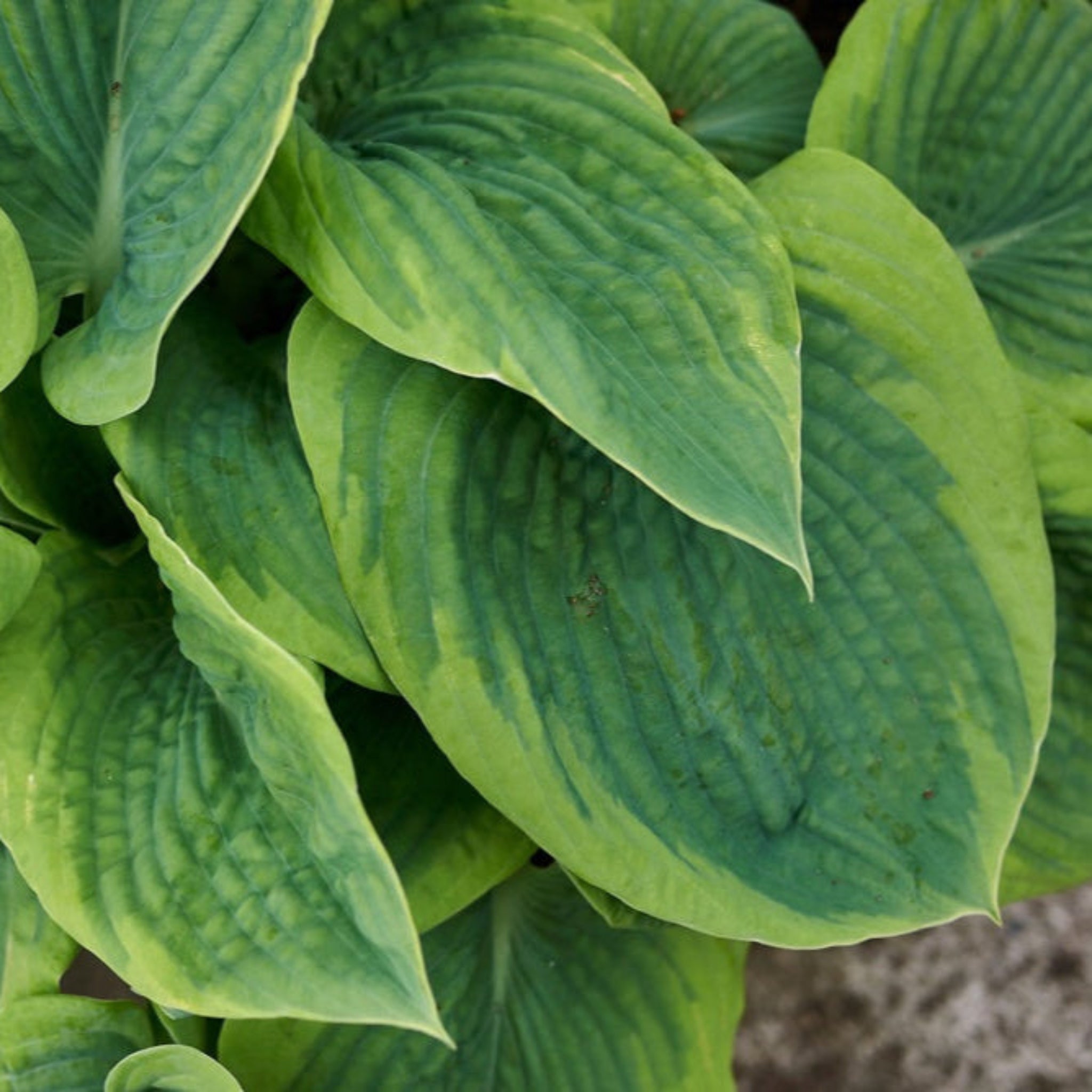 Botanical Interests Patriot Hosta - Thumbnail 2