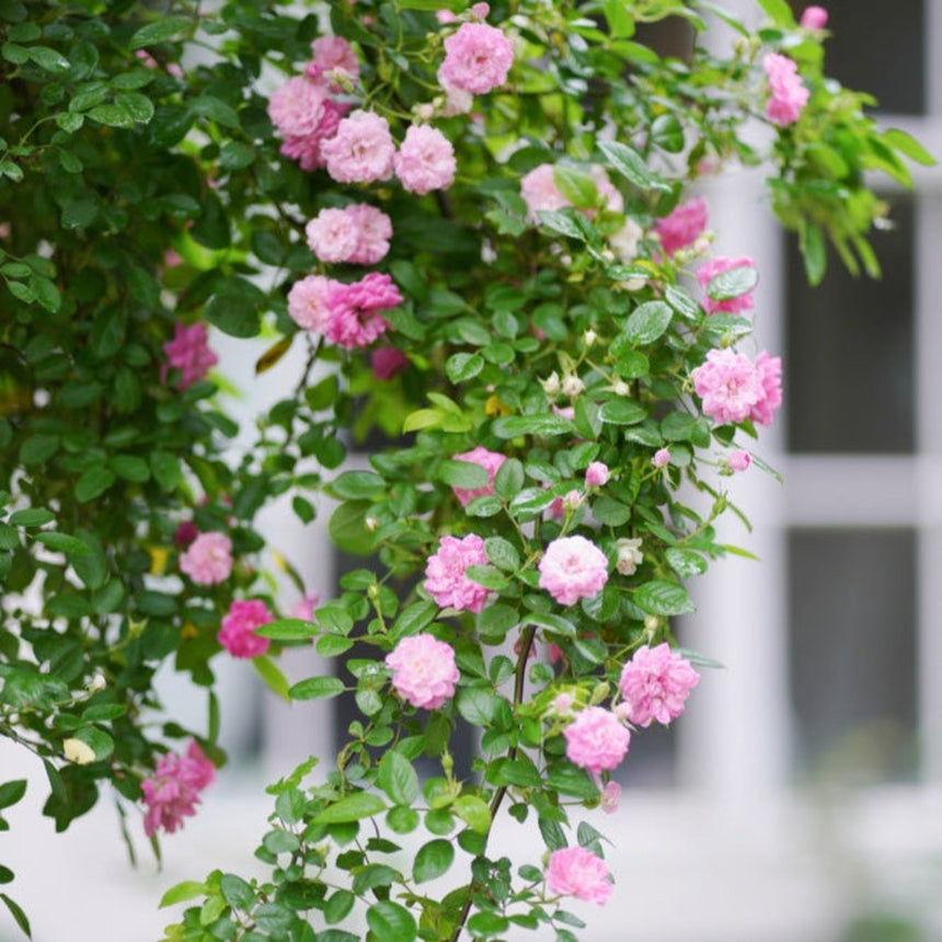 hanging rose plant Peggy Martin Climbing Rose