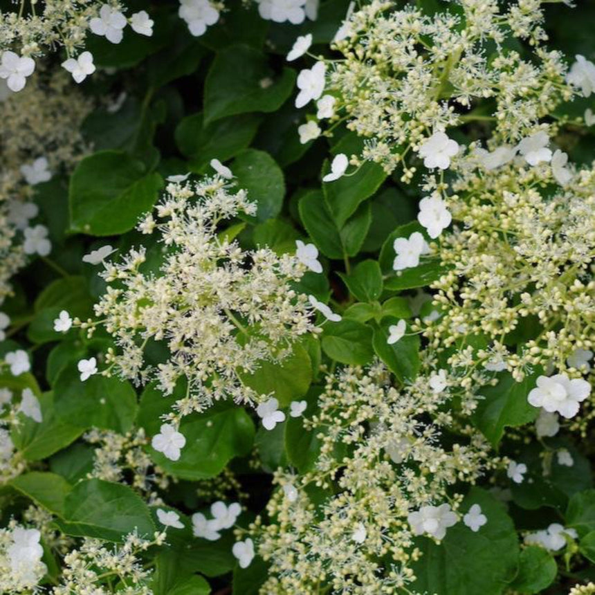 Climbing Hydrangea