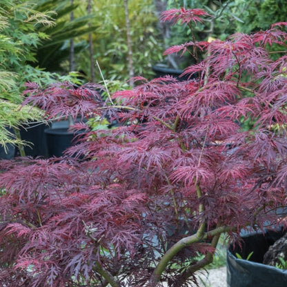 Red Dragon Japanese Maple Tree