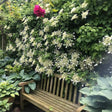 Climbing Hydrangea