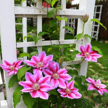 Dr. Ruppel Clematis