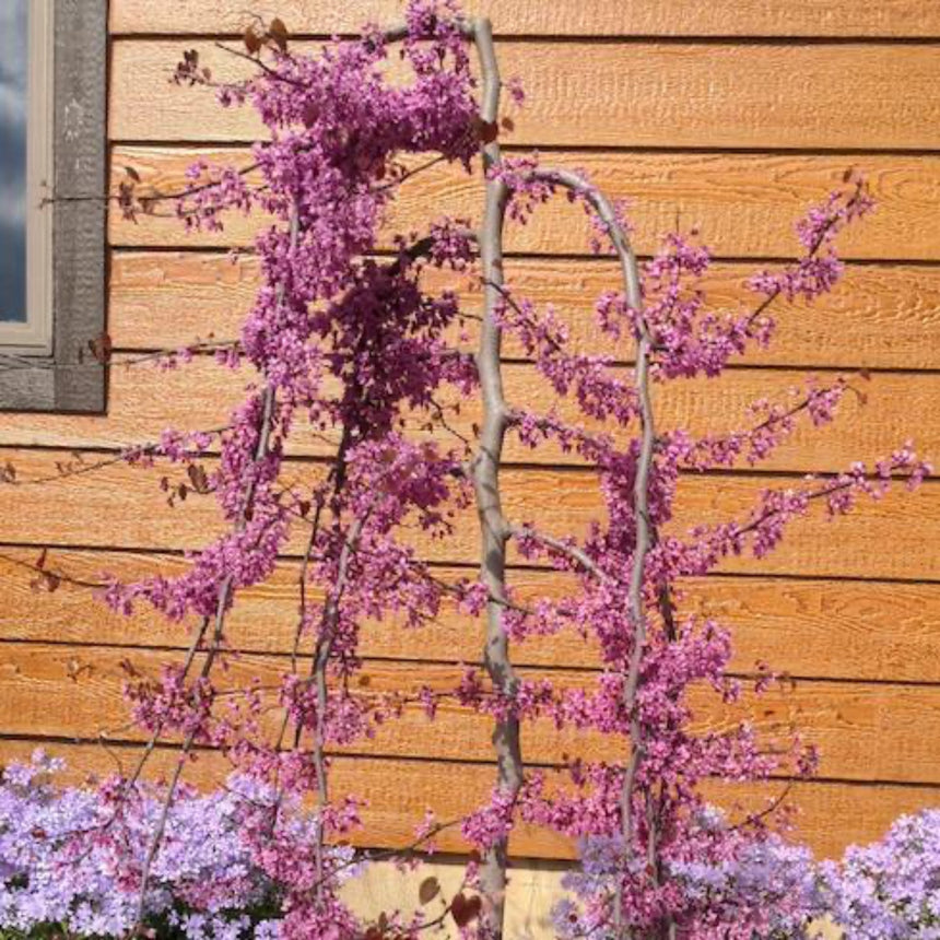 lavender twist redbud tree for sale Ruby Falls Redbud Tree – Botanical Interests