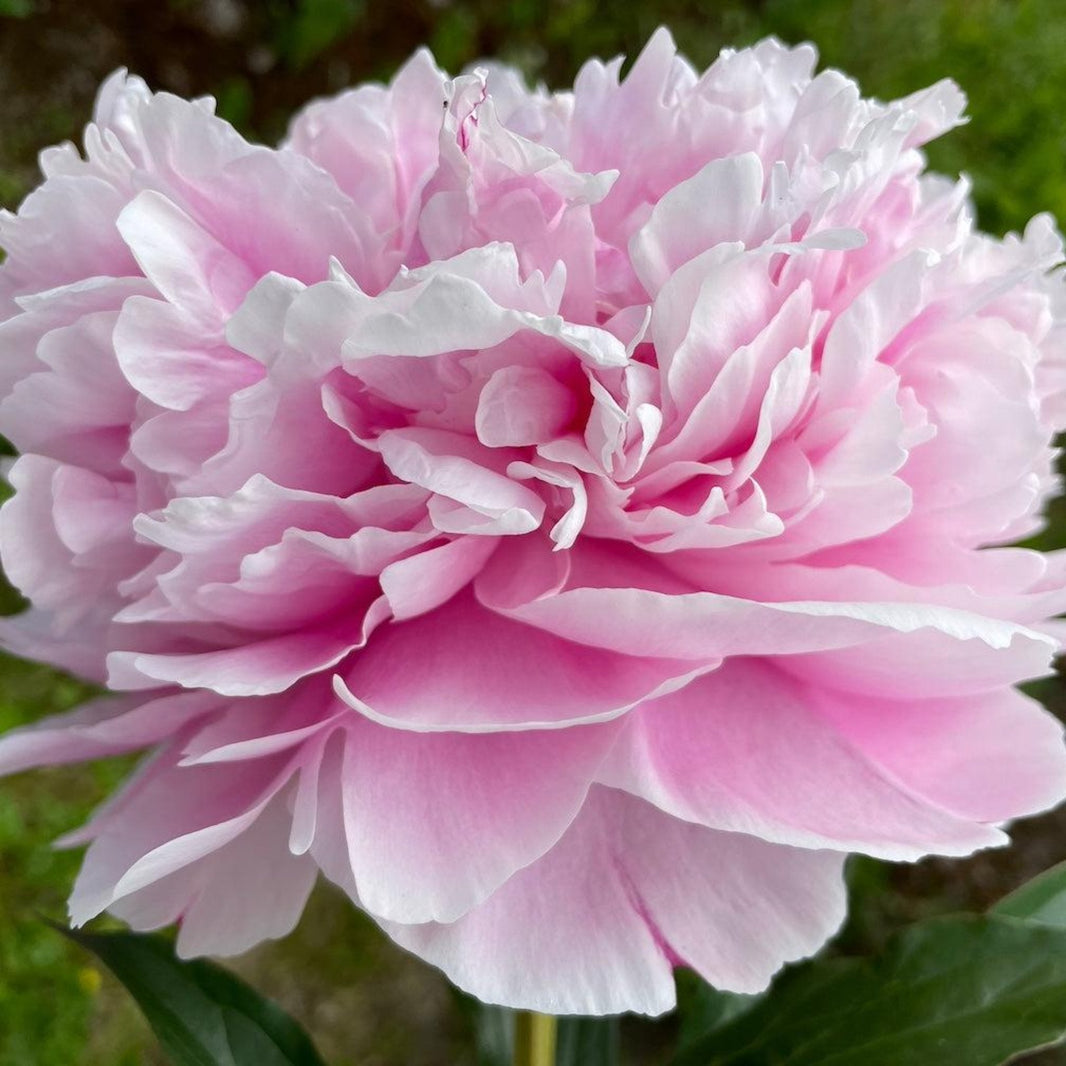 Peony Botanical Interests