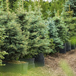 Baby Blue Eyes Spruce