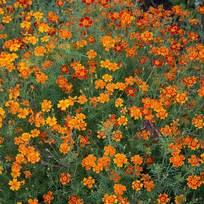 gem marigold seeds Gem Blend Signet Marigold Seeds
