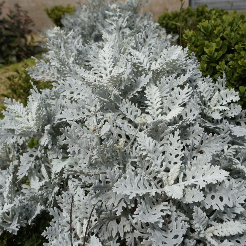 silver dust plant indoors Silverdust Dusty Miller Seeds