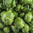 Silvia Brussels Sprouts Seeds
