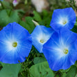 Something Old Something New Morning Glory Seeds