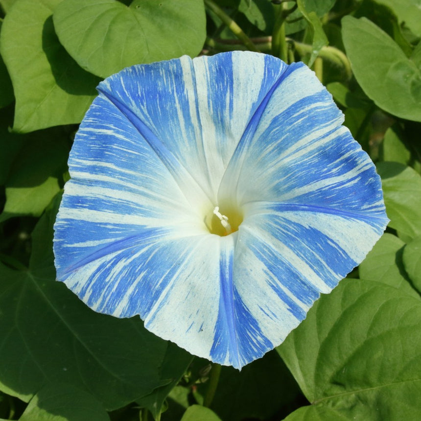american seed morning glory Something Old Something New Morning Glory Seeds
