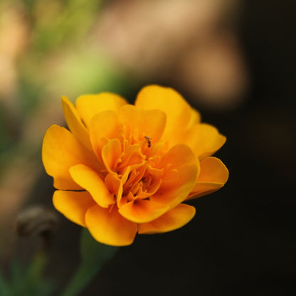 Sparky Apricot Poppy Seeds