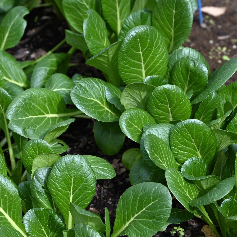 Botanical Interests Tendergreen Mustard Spinach Seeds - Thumbnail 2