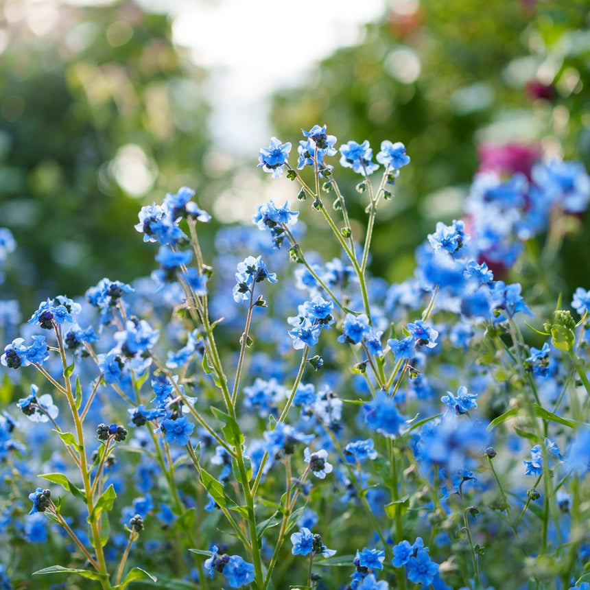 flower plant seeds near me Spring and Summer Forget-Me-Not Seeds