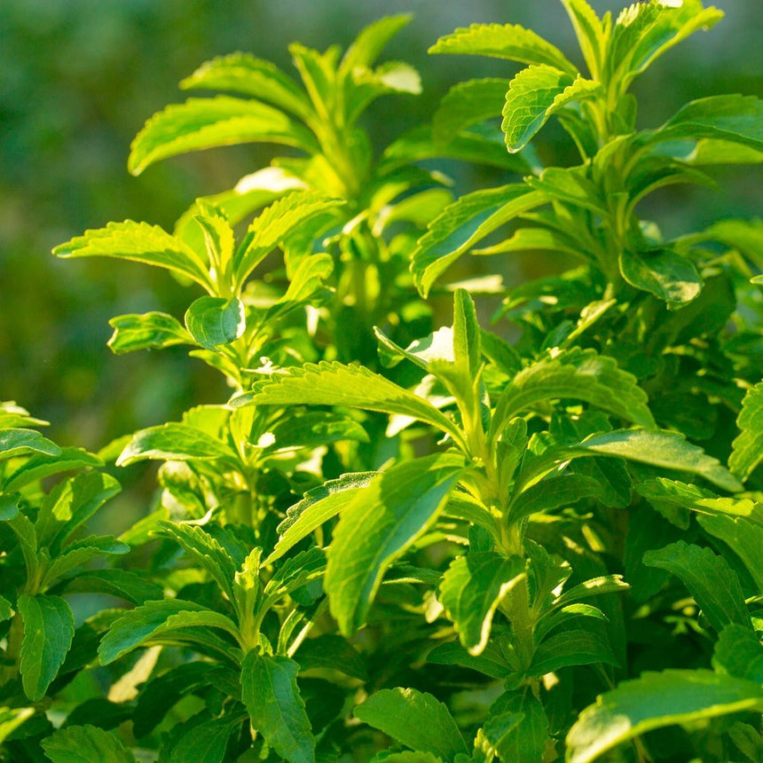 stevia sugar plant seeds Candy Stevia Seeds – Botanical Interests