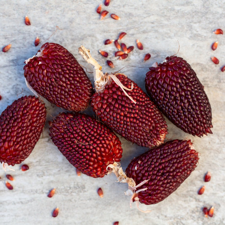 Strawberry Popcorn Corn Seeds