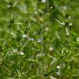 Summer Savory Seeds