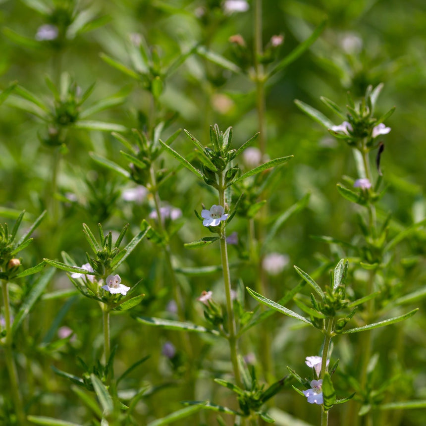 seeds to plant during summer Summer Savory Seeds – Botanical Interests