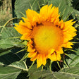 Sunspot Dwarf Sunflower Seeds