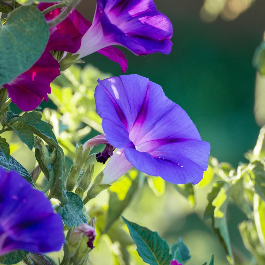 morning glory seeds psychonaut Sunrise Blend Morning Glory Seeds