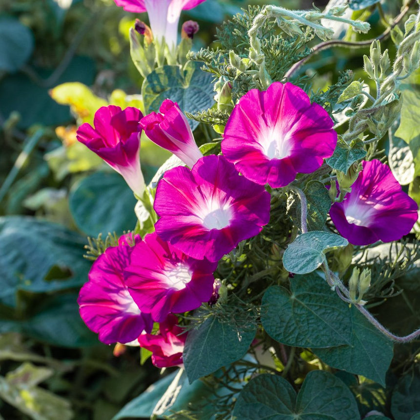morning glory seeds trip report Sunrise Blend Morning Glory Seeds