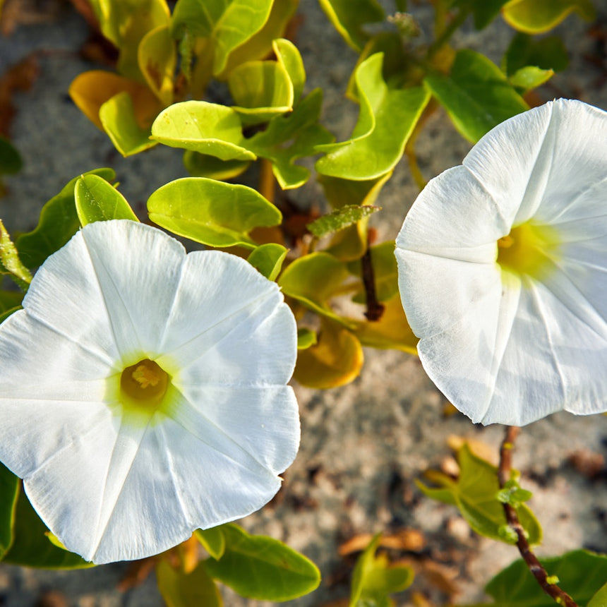 morning glory seeds safe Sunrise Blend Morning Glory Seeds