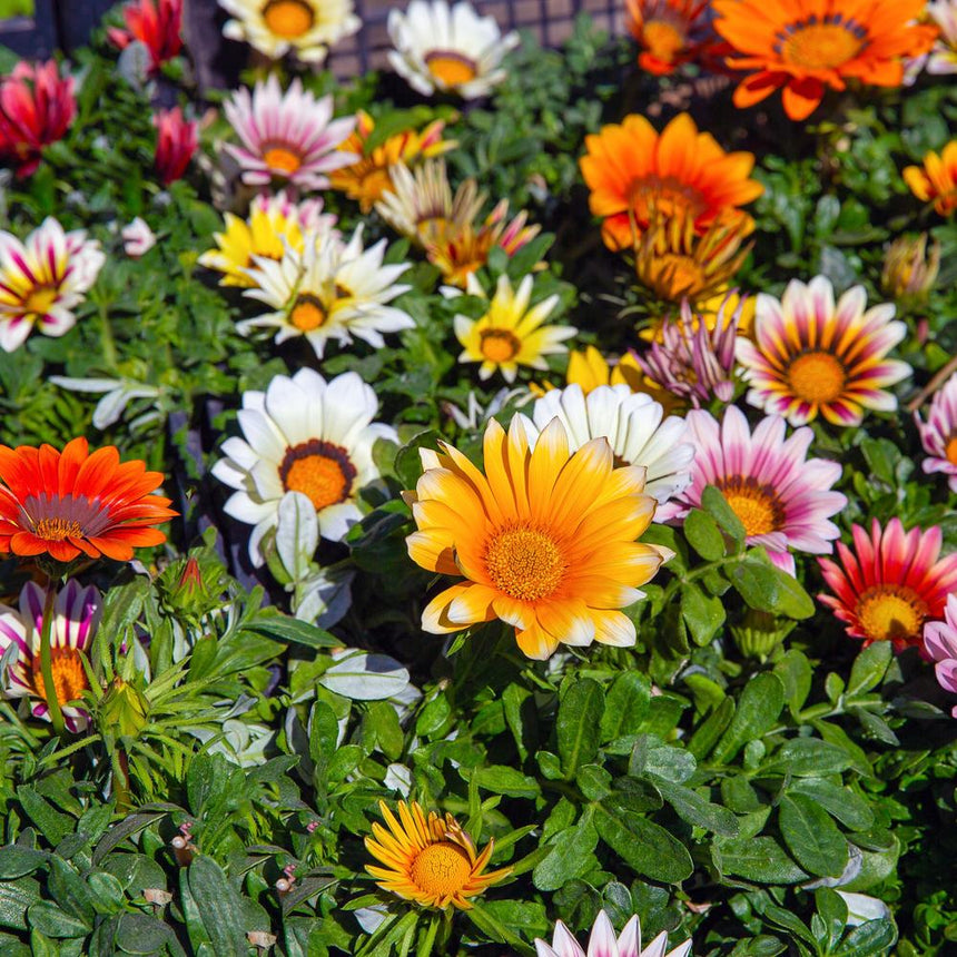 sunshine flower seeds Sunshine Blend Gazania Seeds
