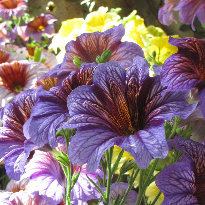 Superbissima Blend Salpiglossis Seeds