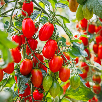 Supremo Bush Roma Tomato Seeds
