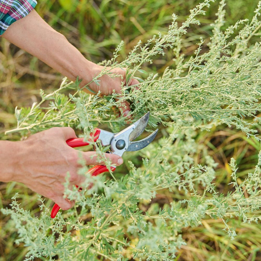 Sweet Annie Seeds