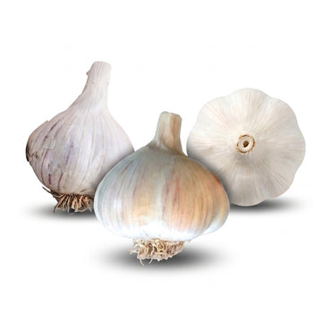 The Sweet Spot Garlic Bundle (Zone 6)
