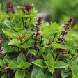 Sweet Thai Basil Seeds