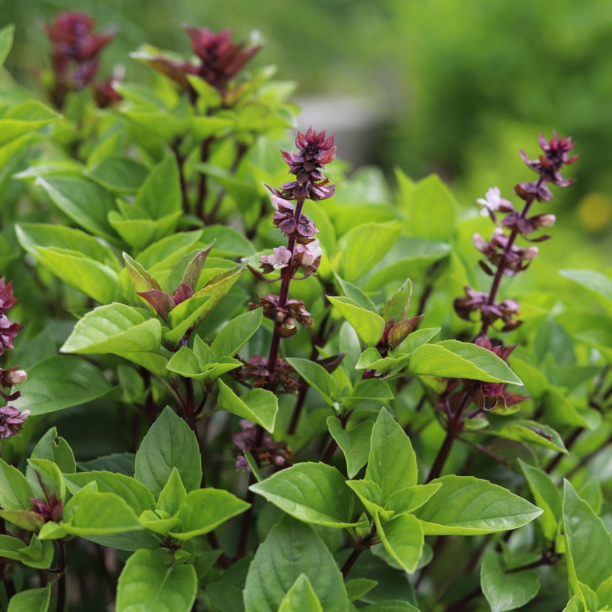 plant basil seeds Sweet Thai Basil Seeds