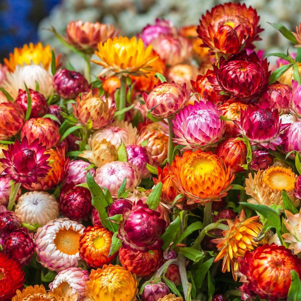 Swiss Giants Blend Strawflower Seeds