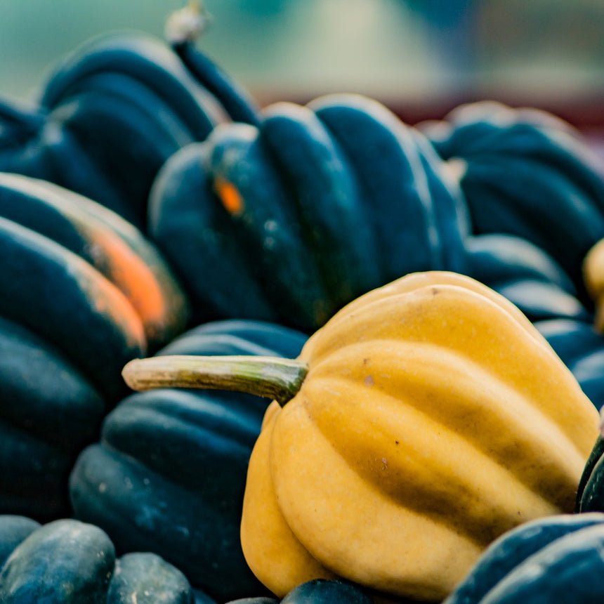 Table King Acorn Winter Squash Seeds