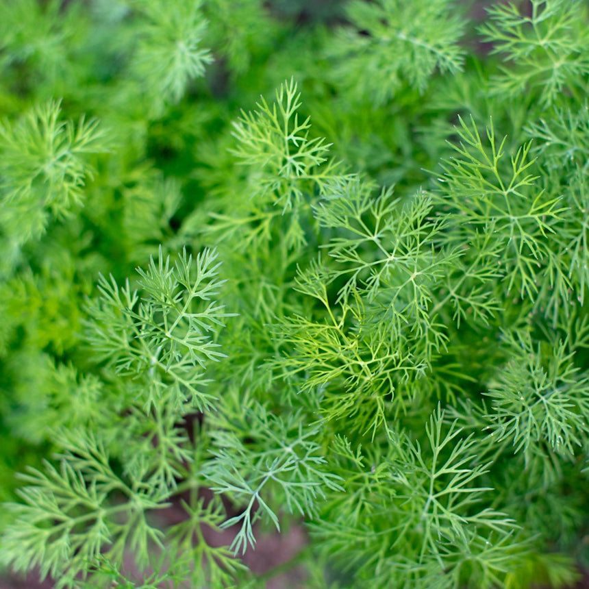 dill seed planting depth Tetra Dill Seeds