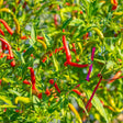 Thai Hot Chile Pepper Seeds