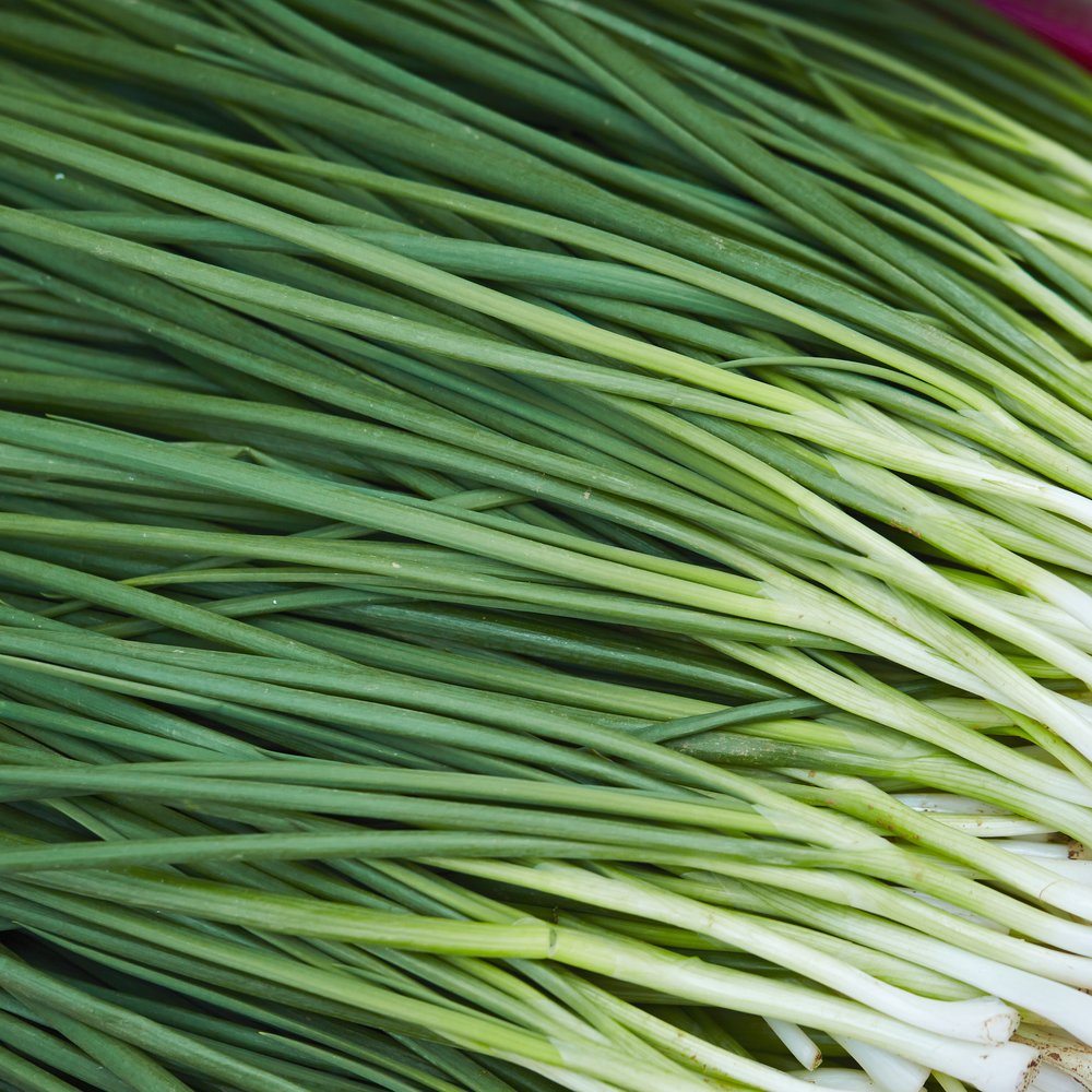 Tokyo Long White Bunching/Scallion Onion Seeds