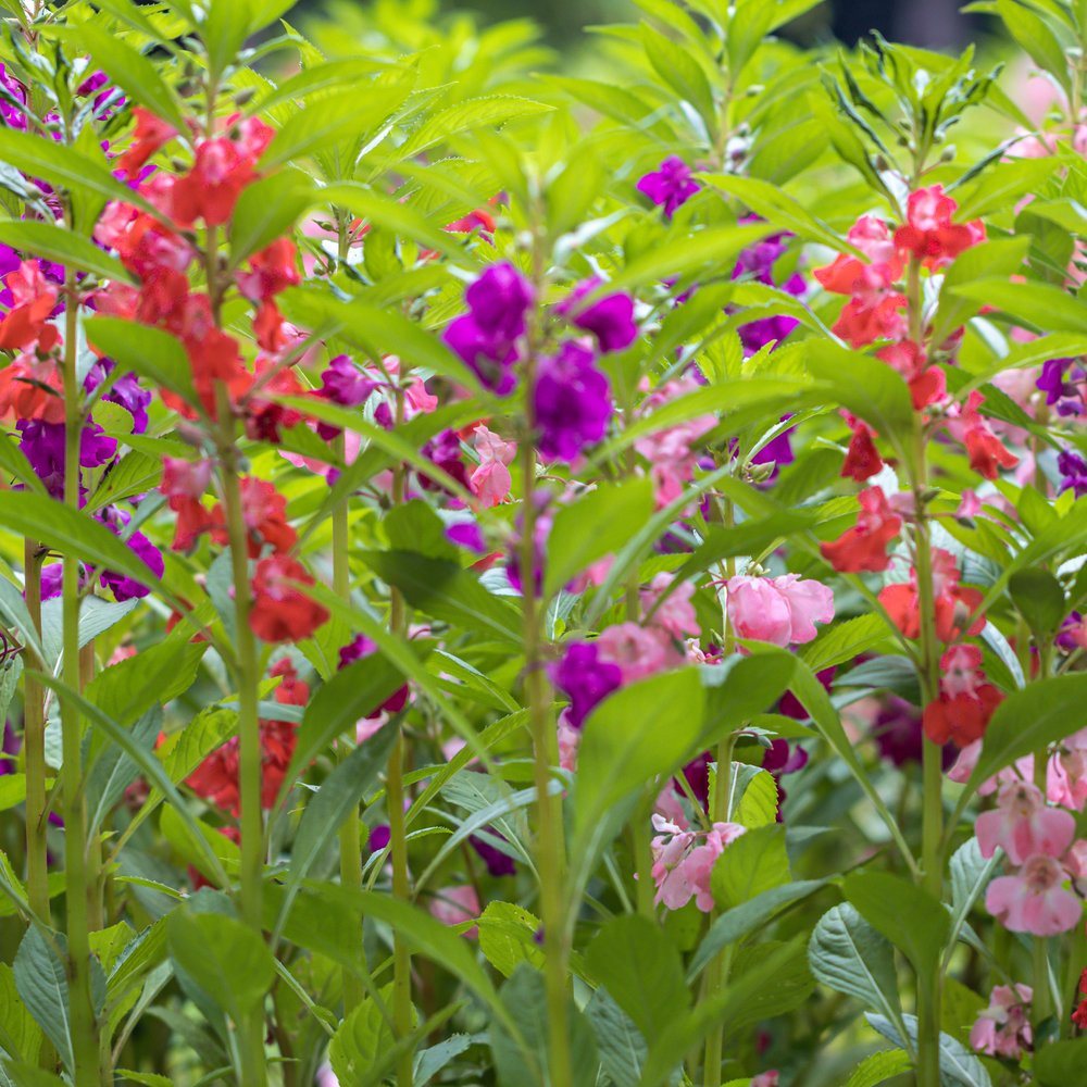 Tom Thumb Blend Balsam Seeds