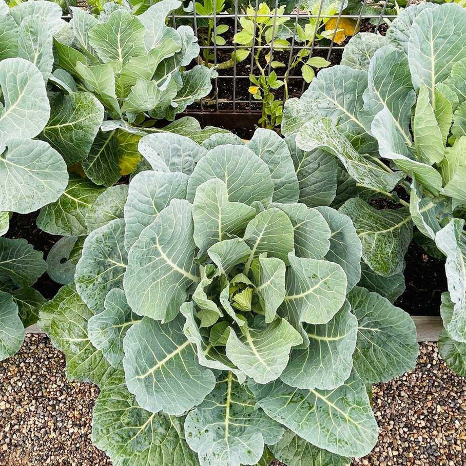 Top Bunch 2.0 Collards Seeds – Botanical Interests