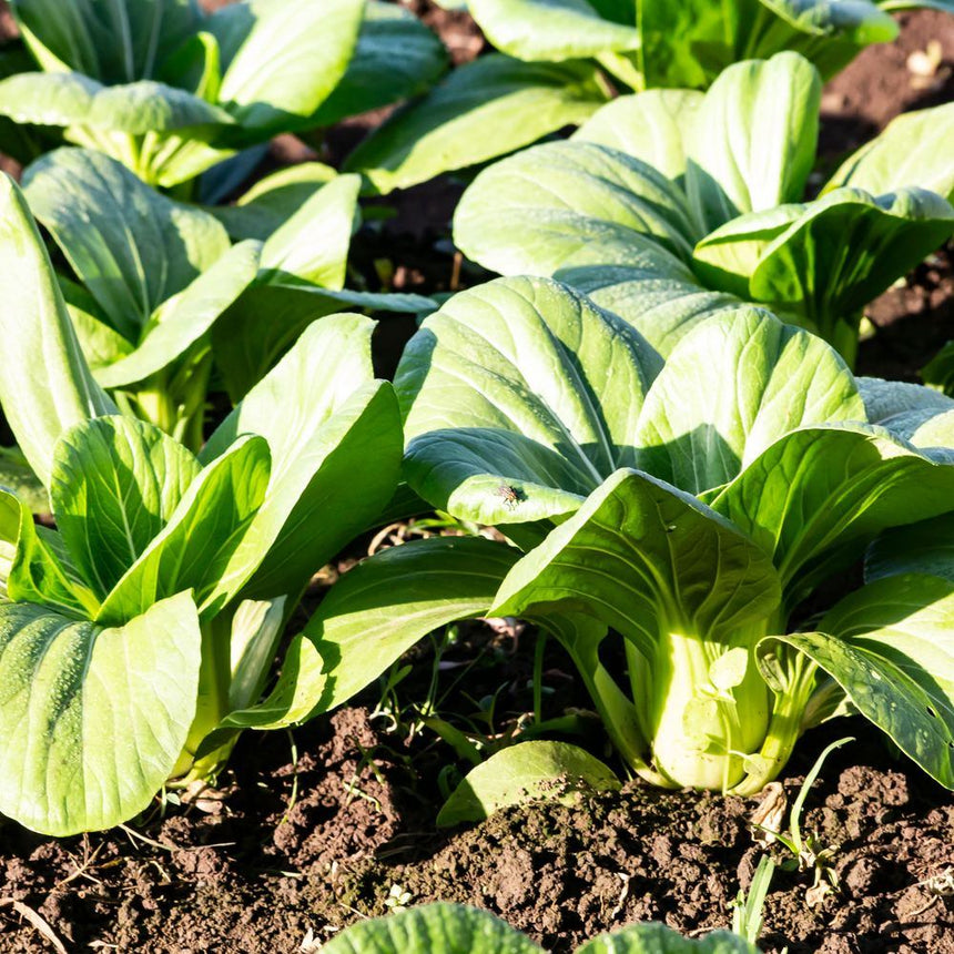 Toy Choy Bok Choy Seeds